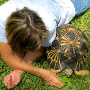 ALDABRA BREEDER