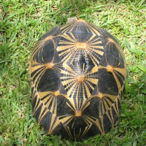 ALDABRA BREEDER