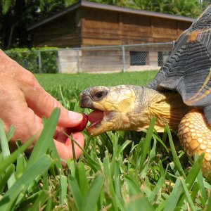 ALDABRA BREEDER