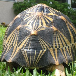 ALDABRA BREEDER