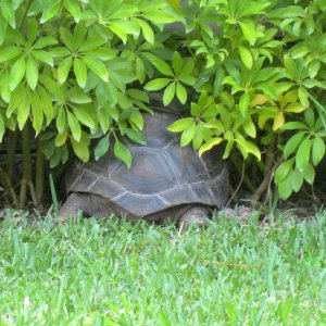 ALDABRA BREEDER