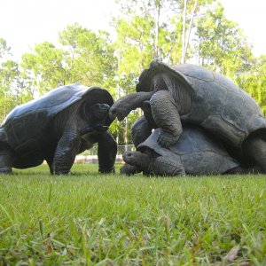 ALDABRA BREEDER