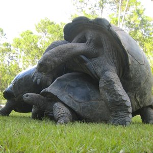 ALDABRA BREEDER
