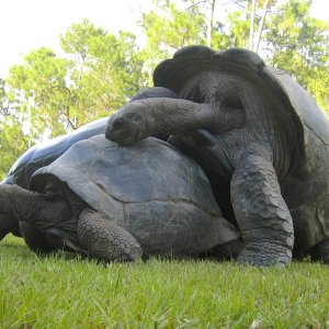 ALDABRA BREEDER
