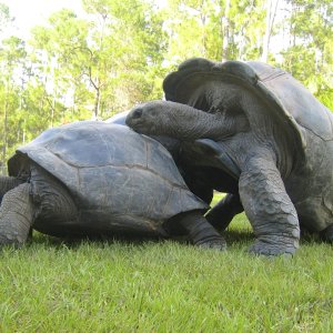 ALDABRA BREEDER