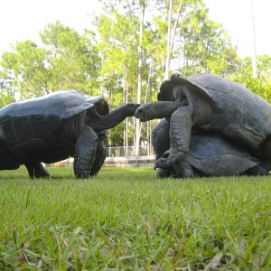 ALDABRA BREEDER