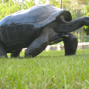 ALDABRA BREEDER