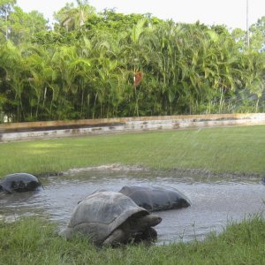 ALDABRA BREEDER