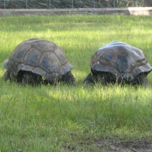 ALDABRA BREEDER