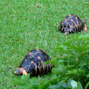 ALDABRA BREEDER