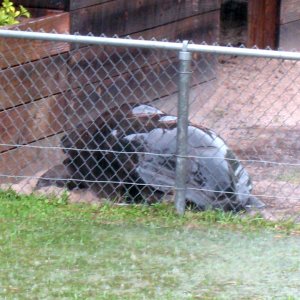 ALDABRA BREEDER