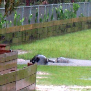 ALDABRA BREEDER