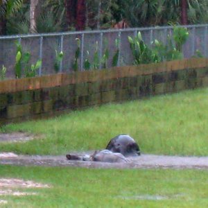 ALDABRA BREEDER