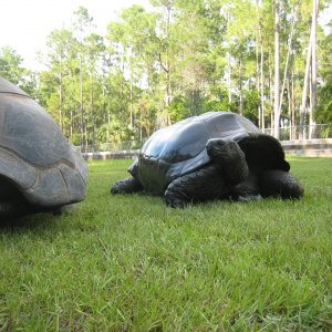 ALDABRA BREEDER