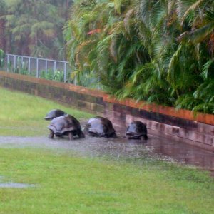 ALDABRA BREEDER