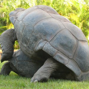 ALDABRA BREEDER