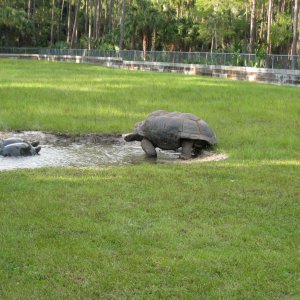 ALDABRA BREEDER