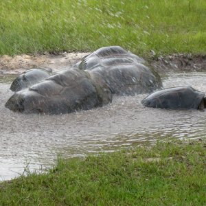 ALDABRA BREEDER