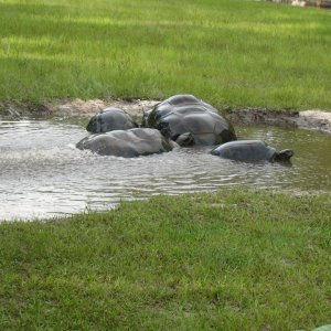 ALDABRA BREEDER