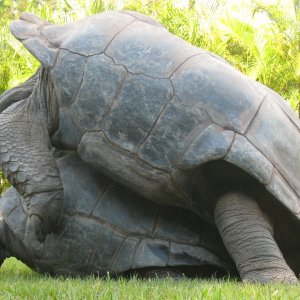 ALDABRA BREEDER