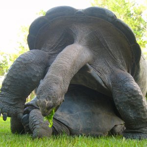 ALDABRA BREEDER