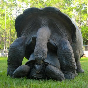 ALDABRA BREEDER