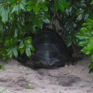 ALDABRA BREEDER