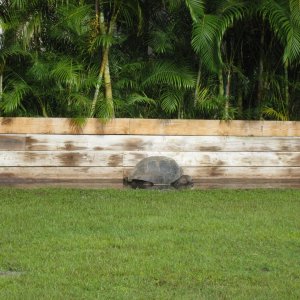 ALDABRA BREEDER