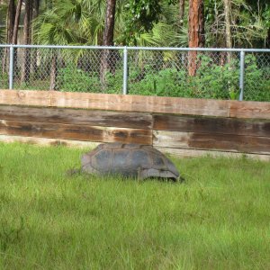 ALDABRA BREEDER
