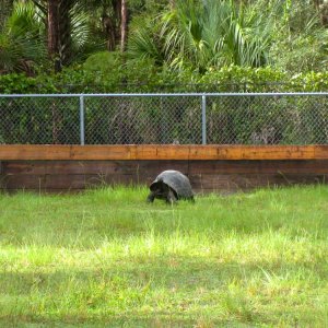 ALDABRA BREEDER