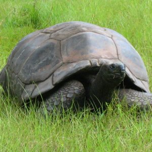 ALDABRA BREEDER