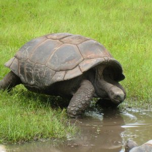 ALDABRA BREEDER