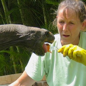 ALDABRA BREEDER