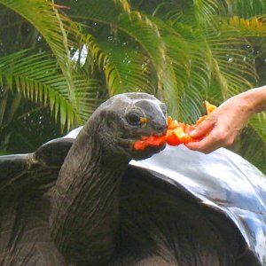 ALDABRA BREEDER