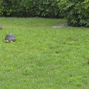 ALDABRA BREEDER