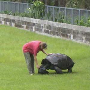 ALDABRA BREEDER