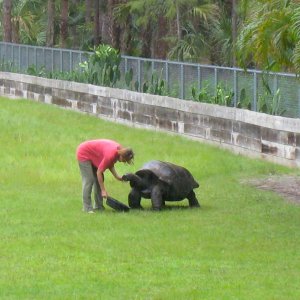 ALDABRA BREEDER