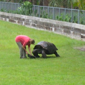 ALDABRA BREEDER