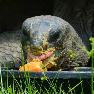 ALDABRA BREEDER