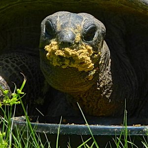 ALDABRA BREEDER