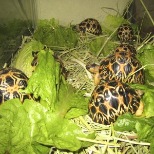 ALDABRA BREEDER