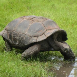 ALDABRA BREEDER