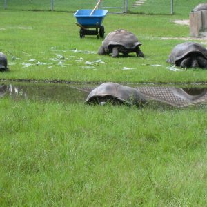 ALDABRA BREEDER