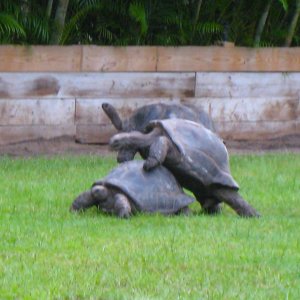 ALDABRA BREEDER