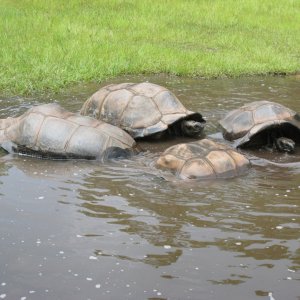 ALDABRA BREEDER