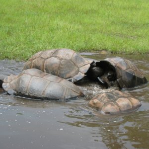 ALDABRA BREEDER