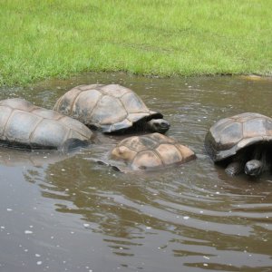 ALDABRA BREEDER
