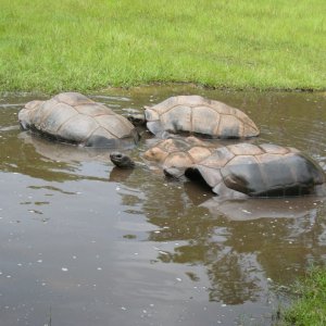 ALDABRA BREEDER