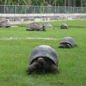ALDABRA BREEDER