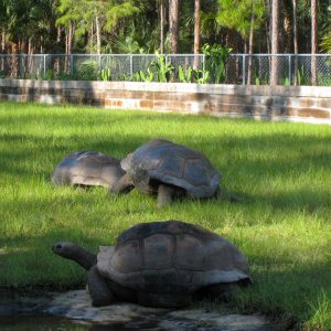 ALDABRA BREEDER